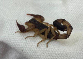 Large black scorpion curled on white cotton fabric in Malpais, Costa Rica