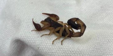 Large black scorpion curled on white cotton fabric in Malpais, Costa Rica