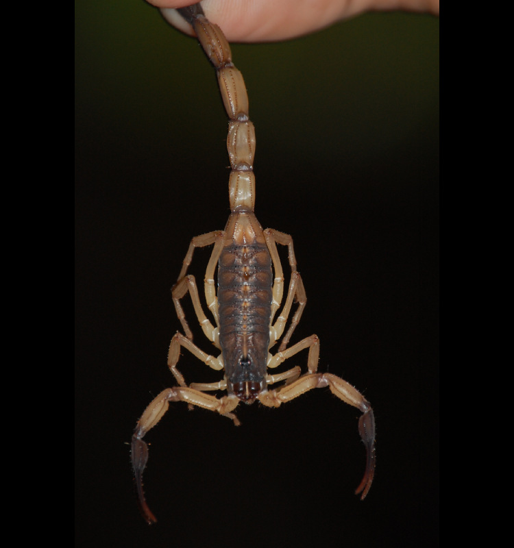 Scorpions are a natural part of life in Costa Rica’s beach towns like Santa Teresa—learn how to identify them, avoid stings, and live safely alongside these ancient creatures.