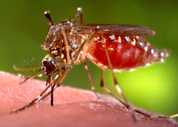 Santa Teresa in May with sun, dust, and tropical landscape—tips for staying cool, healthy, and mosquito-free.