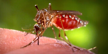 Santa Teresa in May with sun, dust, and tropical landscape—tips for staying cool, healthy, and mosquito-free.