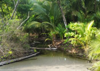 A tranquil waterway surrounded by lush tropical greenery and palm trees.