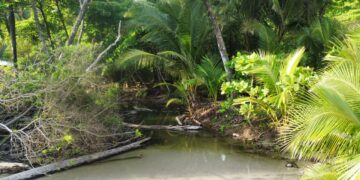 A tranquil waterway surrounded by lush tropical greenery and palm trees.