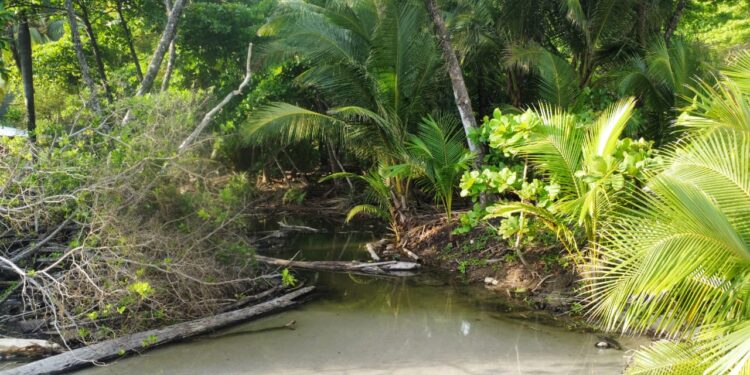 A tranquil waterway surrounded by lush tropical greenery and palm trees.