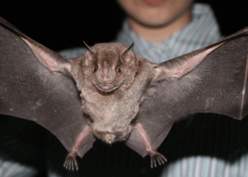 Close-up of a bat with outstretched wings held by a person.