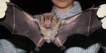 Close-up of a bat with outstretched wings held by a person.
