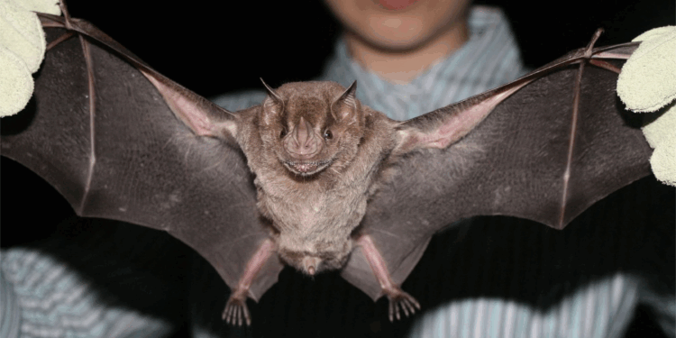 Close-up of a bat with outstretched wings held by a person.