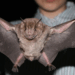 Close-up of a bat with outstretched wings held by a person.