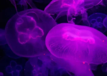 Glowing purple jellyfish floating underwater with translucent bodies.