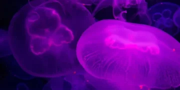 Glowing purple jellyfish floating underwater with translucent bodies.