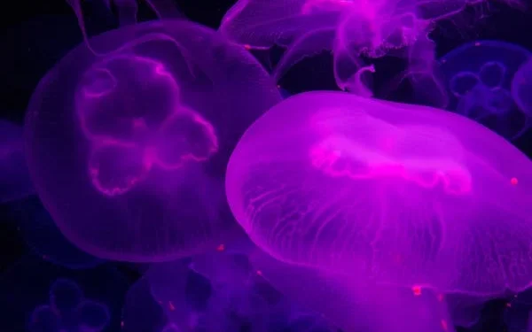 Glowing purple jellyfish floating underwater with translucent bodies.