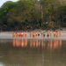 Santa Teresa lifeguards participating in a beach training exercise in Costa Rica