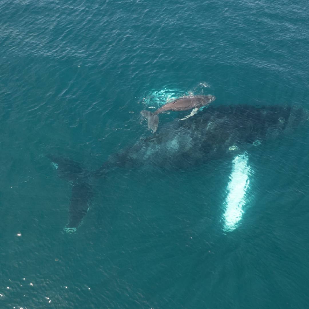 Whale and baby in the Pacific