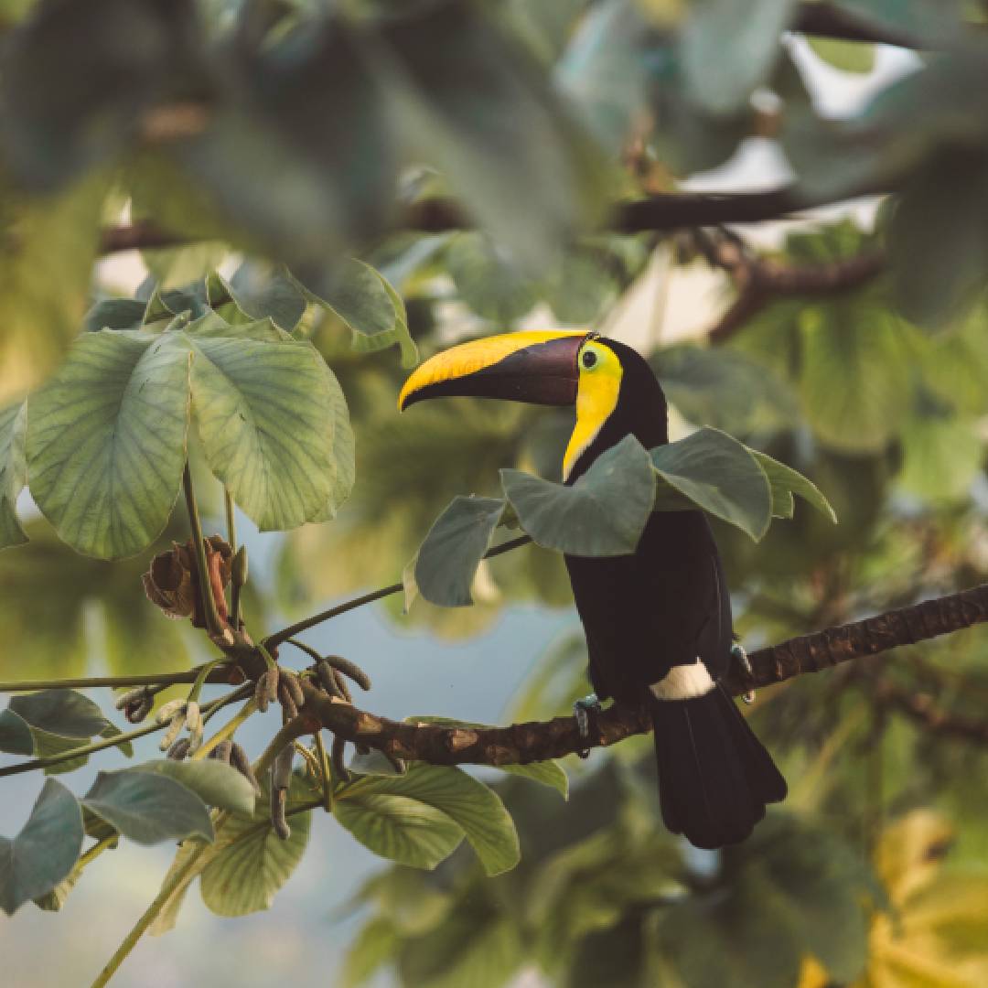 Tucan in Santa Teresa Jungle