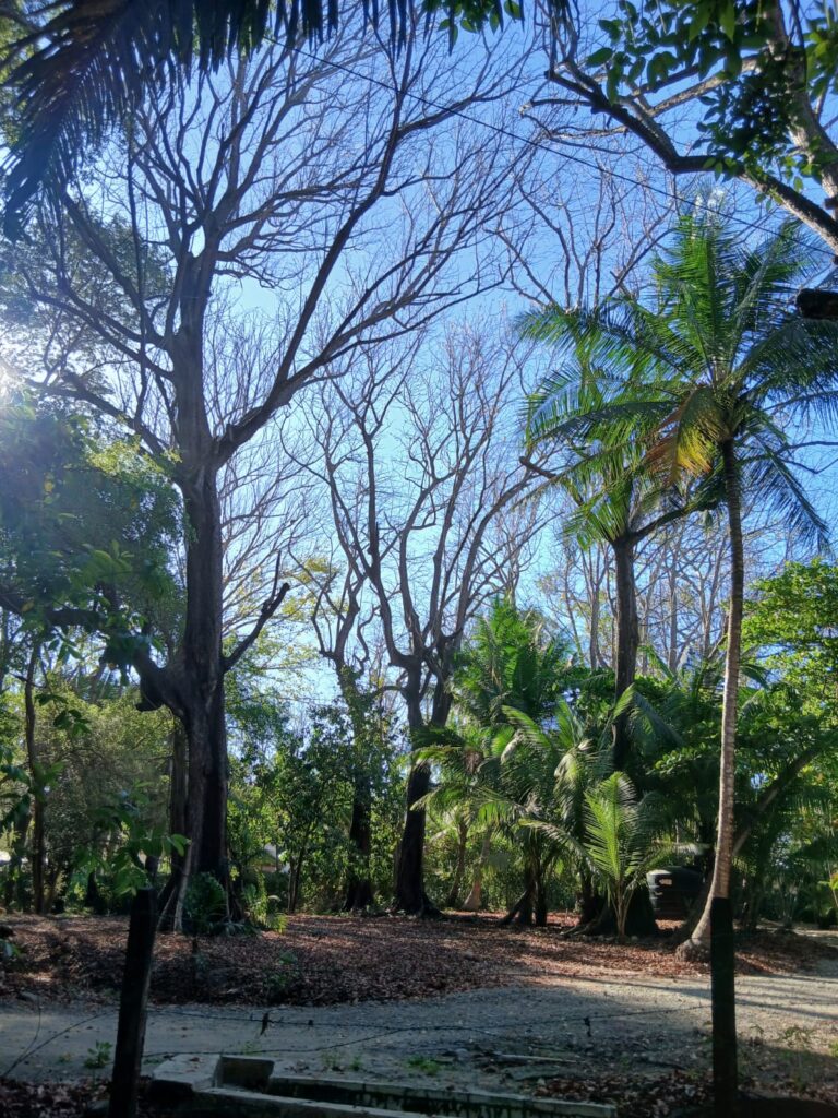 Three towering pachote trees rising above the coastal dry forest in Malpaís and northern Santa Teresa, Costa Rica.