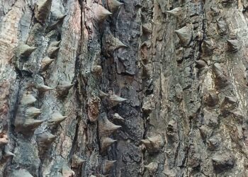 Close-up of pachote tree bark in Santa Teresa, Costa Rica, showing thick leather-like trunk covered in large conical wooden spines.