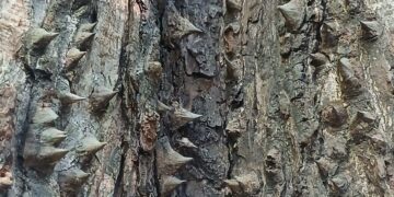 Close-up of pachote tree bark in Santa Teresa, Costa Rica, showing thick leather-like trunk covered in large conical wooden spines.
