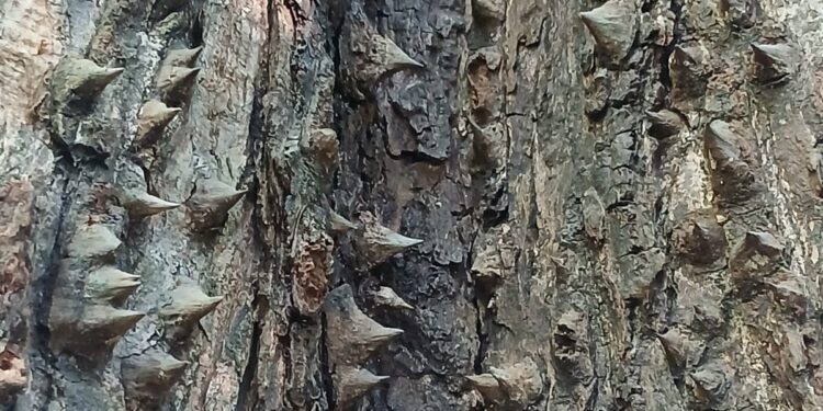 Close-up of pachote tree bark in Santa Teresa, Costa Rica, showing thick leather-like trunk covered in large conical wooden spines.