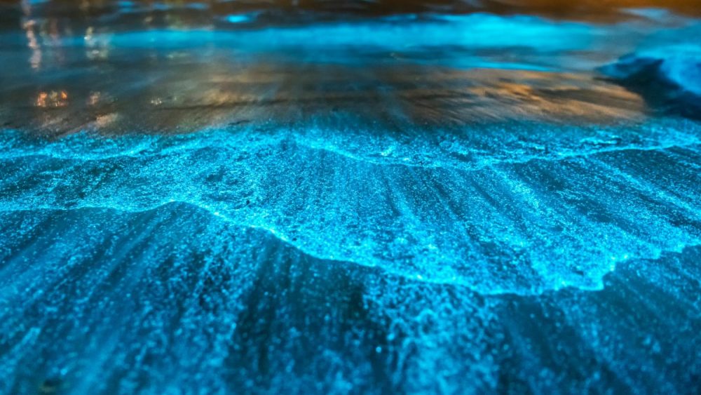 Bioluminescent waves glowing at night in Costa Rica ocean