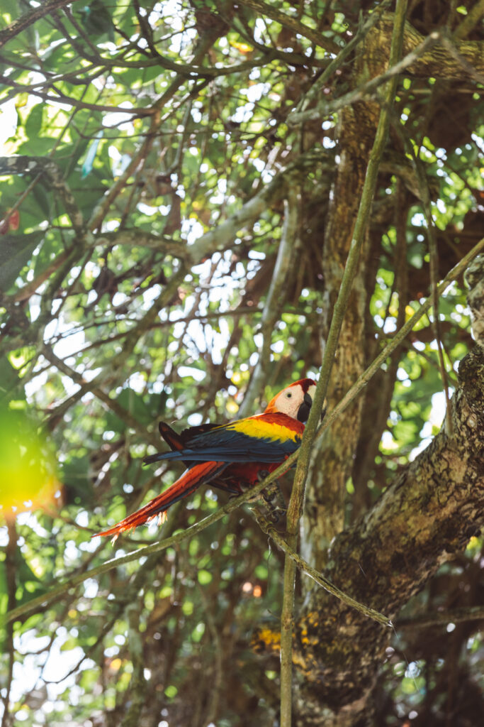 Scarlet Macaw perched on a tree in Costa Rica jungle
