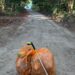 Two orange garbage bags and a trash grabber left on a clean tropical road in Malpaís–Santa Teresa Costa Rica after surfer Bill Dolhancey’s daily trash cleanup walk.
