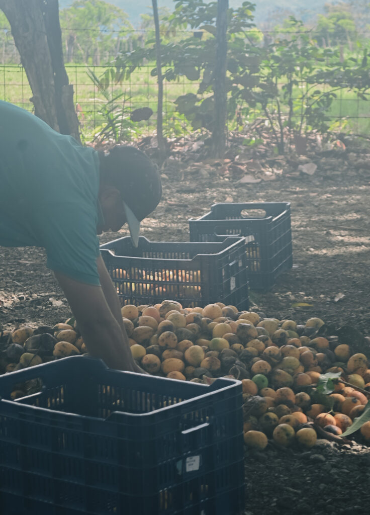 Mangoes being harvested in early morning light in Costa Rica