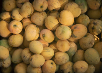 Close-up of ripe golden yellow mangoes in Santa Teresa Costa Rica during peak mango season