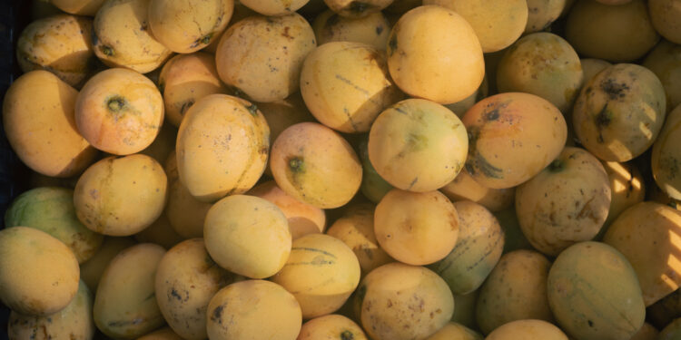 Close-up of ripe golden yellow mangoes in Santa Teresa Costa Rica during peak mango season