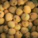 Close-up of ripe golden yellow mangoes in Santa Teresa Costa Rica during peak mango season