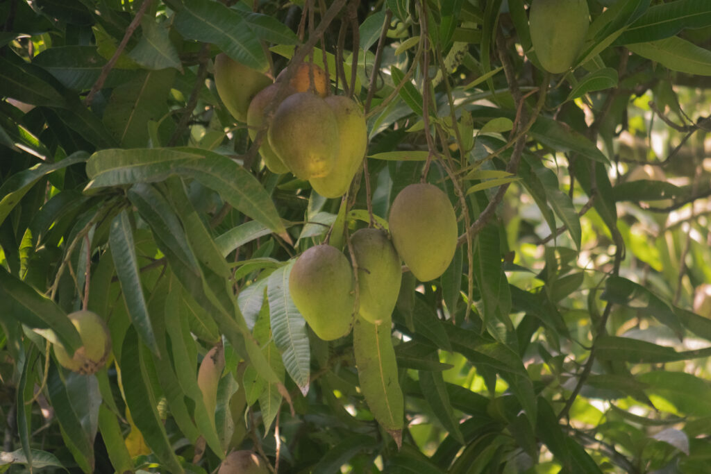Ripe mangoes hanging from a tree with long thin leaves in Costa Rica