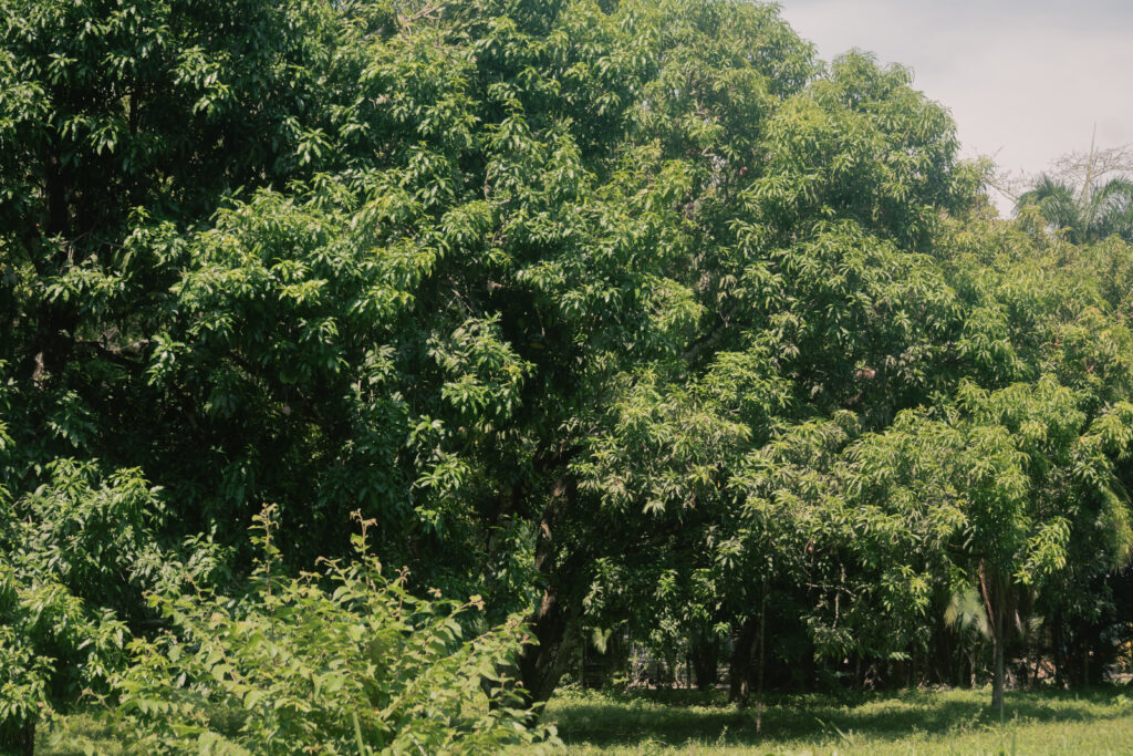 Large mature mango tree growing in the Nicoya Peninsula Costa Rica