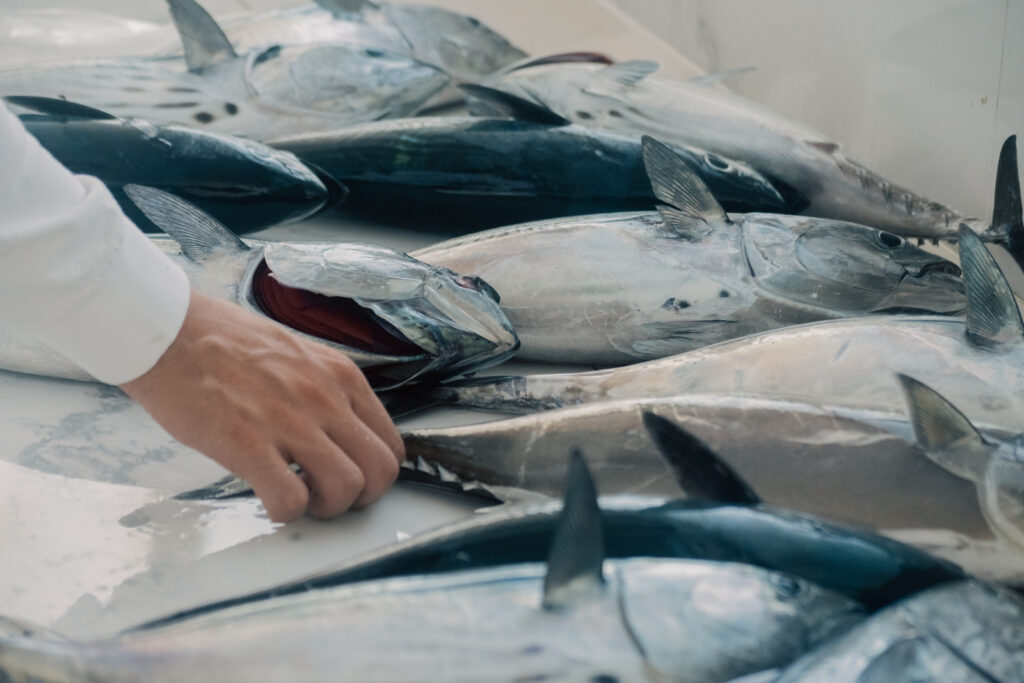 Fresh caught tuna whole fish coastal Costa Rica Malpais fishing village daily catch