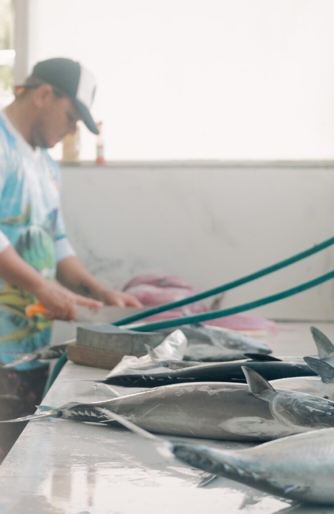 Fresh tuna on table with fisherman cleaning fish Malpais Costa Rica seafood preparation