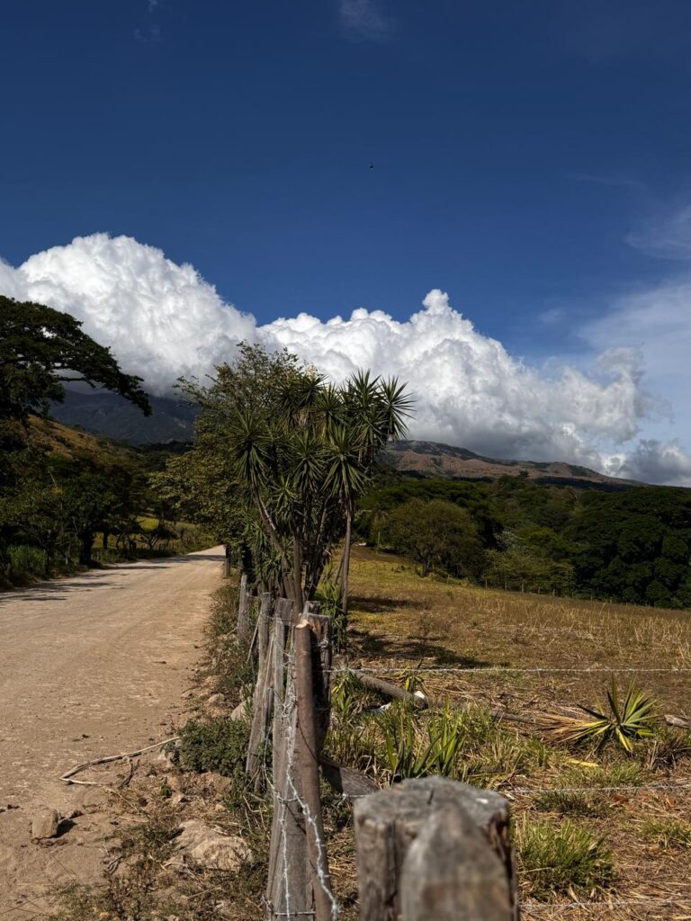 Side view of a traditional Costa Rican living fence featuring flor de itabo in bloom