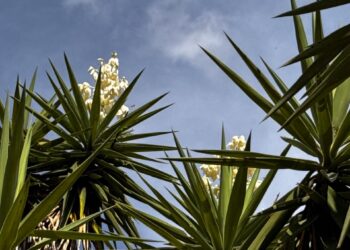 Flor de itabo (yucca flower) blooming in Costa Rica, a traditional edible flower used in local cuisine during April and May