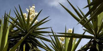 Flor de itabo (yucca flower) blooming in Costa Rica, a traditional edible flower used in local cuisine during April and May