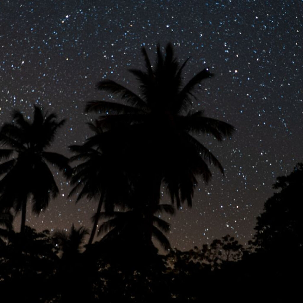 Starry night sky with palm tree silhouettes under new moon Costa Rica