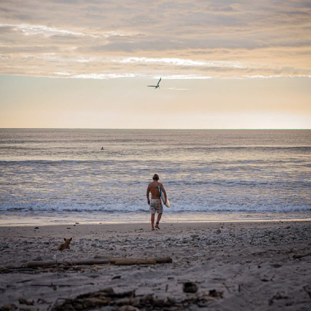 Surfer standing at shoreline with pelican flying overhead Santa Teresa Costa Rica