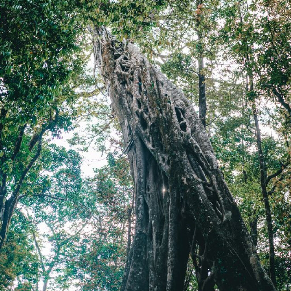 Large tropical tree viewed from below with dense green foliage Costa Rica