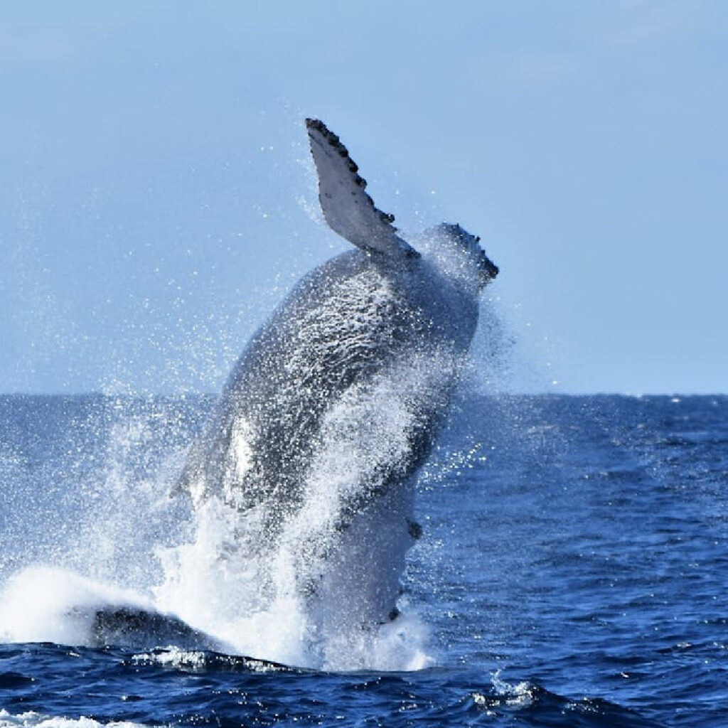 Massive humpback whale breaching out of the Pacific Ocean near Santa Teresa Costa Rica during migration season