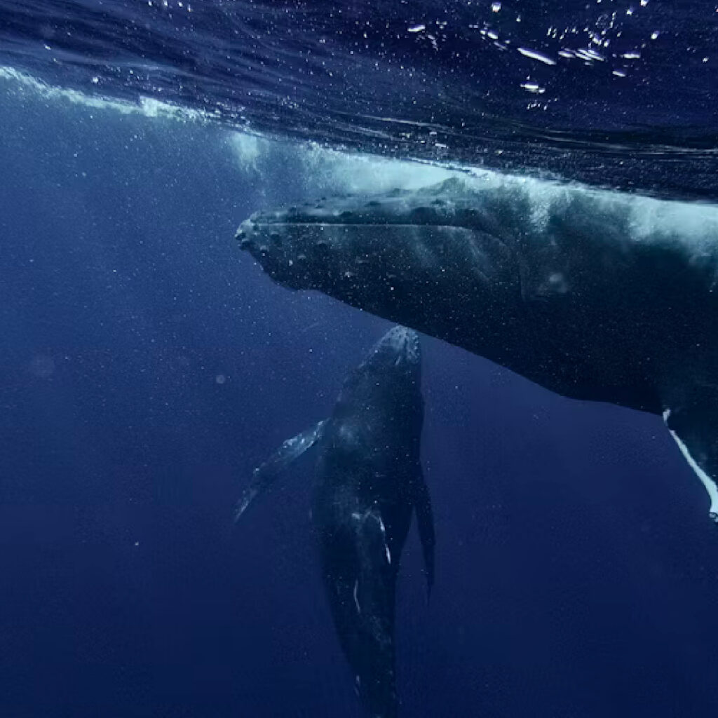 Mother humpback whale swimming underwater beside her calf in warm Costa Rica Pacific waters