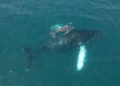 Mother humpback whale and newborn calf surfacing in the Pacific Ocean off Santa Teresa Costa Rica during whale migration season