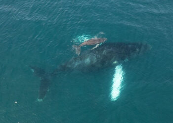 Mother humpback whale and newborn calf surfacing in the Pacific Ocean off Santa Teresa Costa Rica during whale migration season