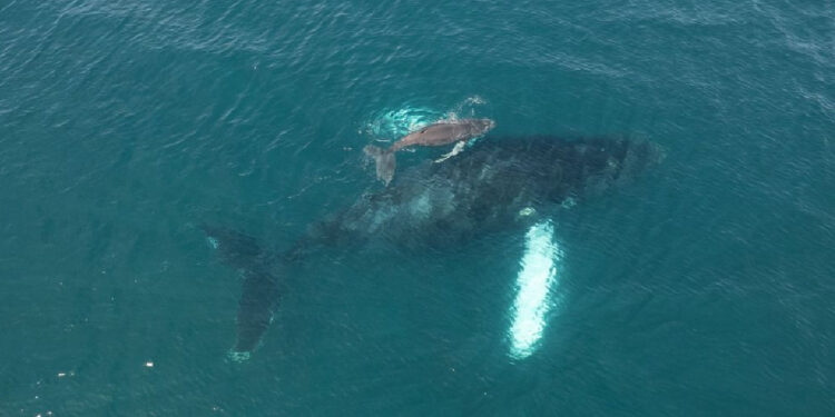 Mother humpback whale and newborn calf surfacing in the Pacific Ocean off Santa Teresa Costa Rica during whale migration season
