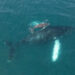 Mother humpback whale and newborn calf surfacing in the Pacific Ocean off Santa Teresa Costa Rica during whale migration season