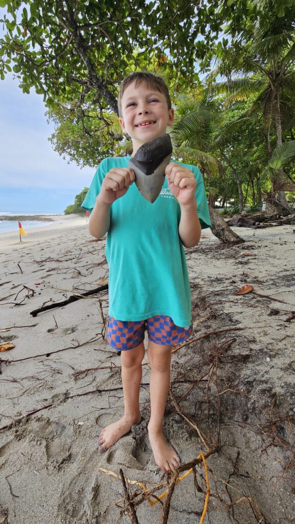 Young boy proudly holding a fossilized Megalodon shark tooth on Santa Teresa Beach in Costa Rica.