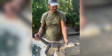 Manuel holds a young crocodile rescued from a swimming pool in Malpaís, Costa Rica
